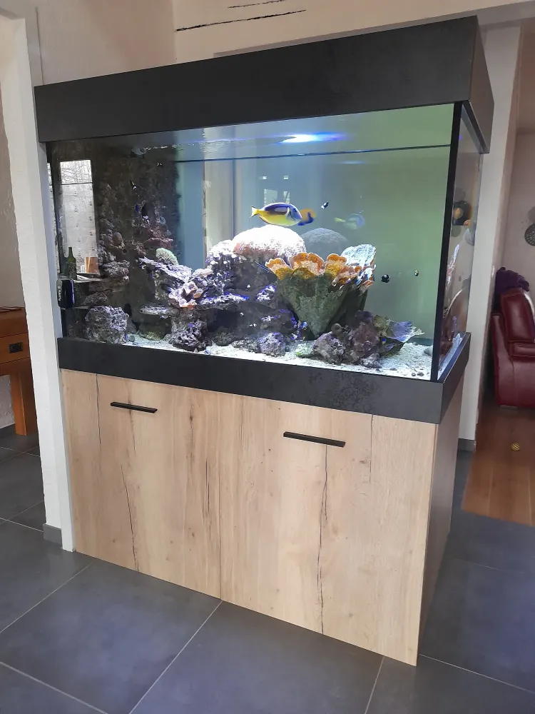 Maintenance aquarium maison à Beaufort-Orbagna