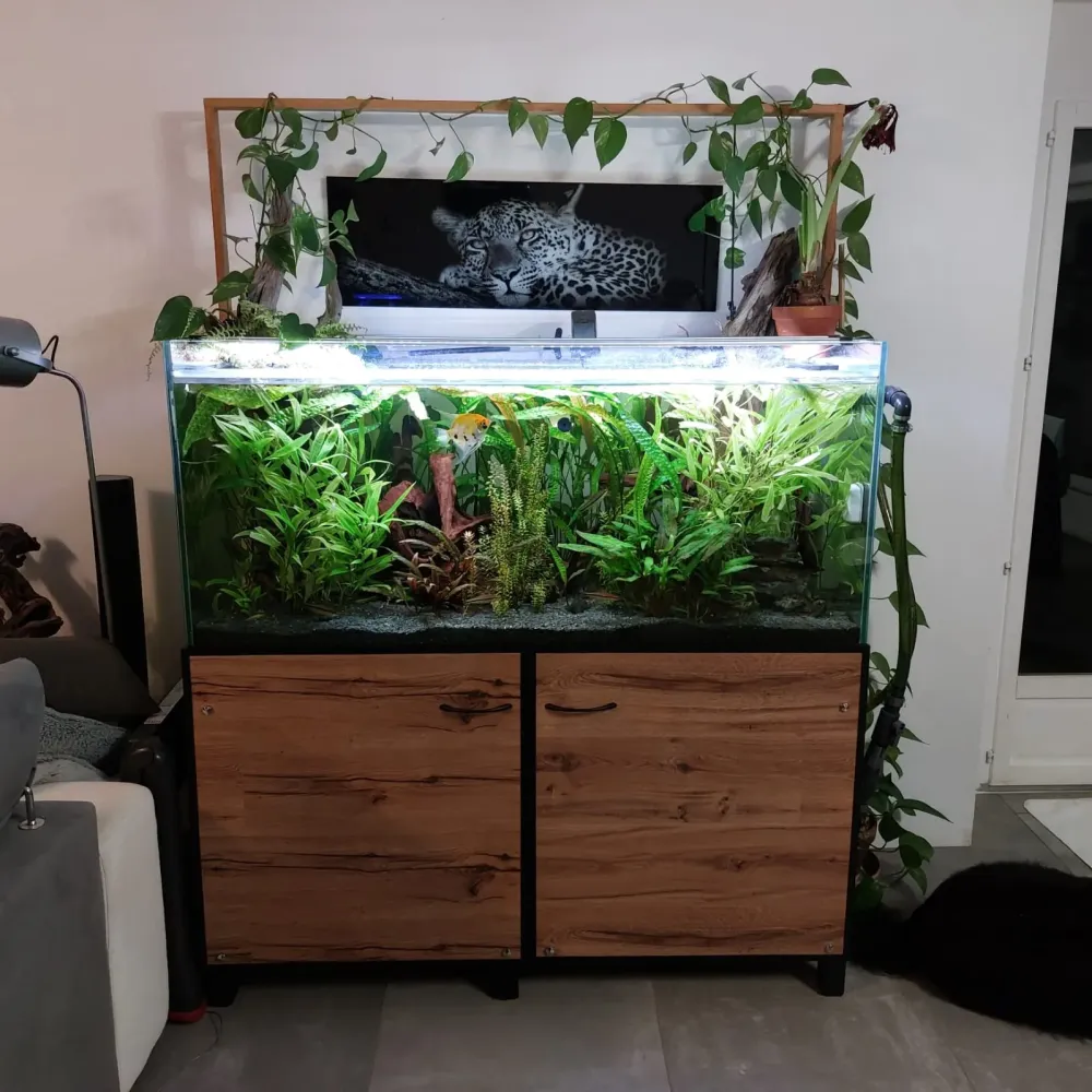 Nettoyage aquarium à Beaufort-Orbagna