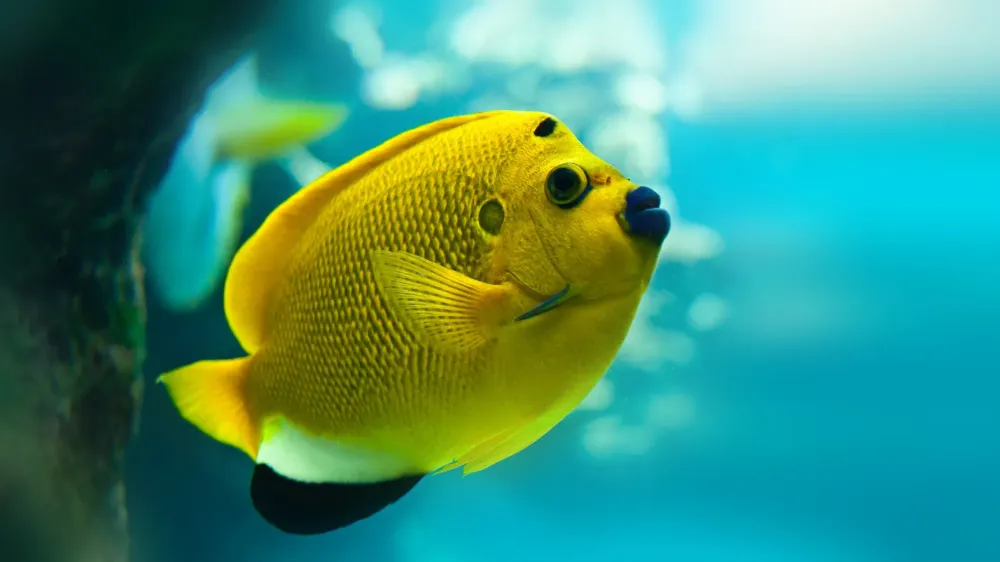 Poisson d'eau de mer à Beaufort-Orbagna