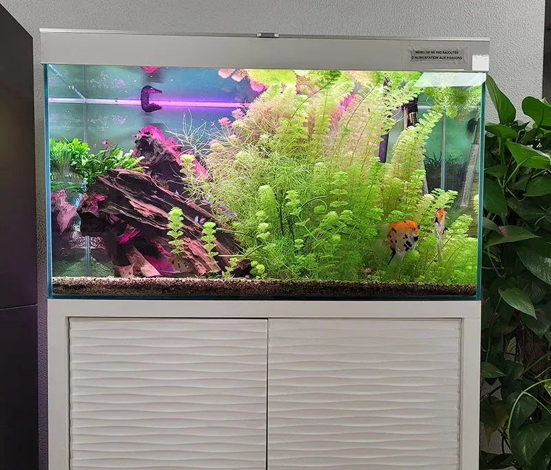 Aquarium dans une lumières colorées