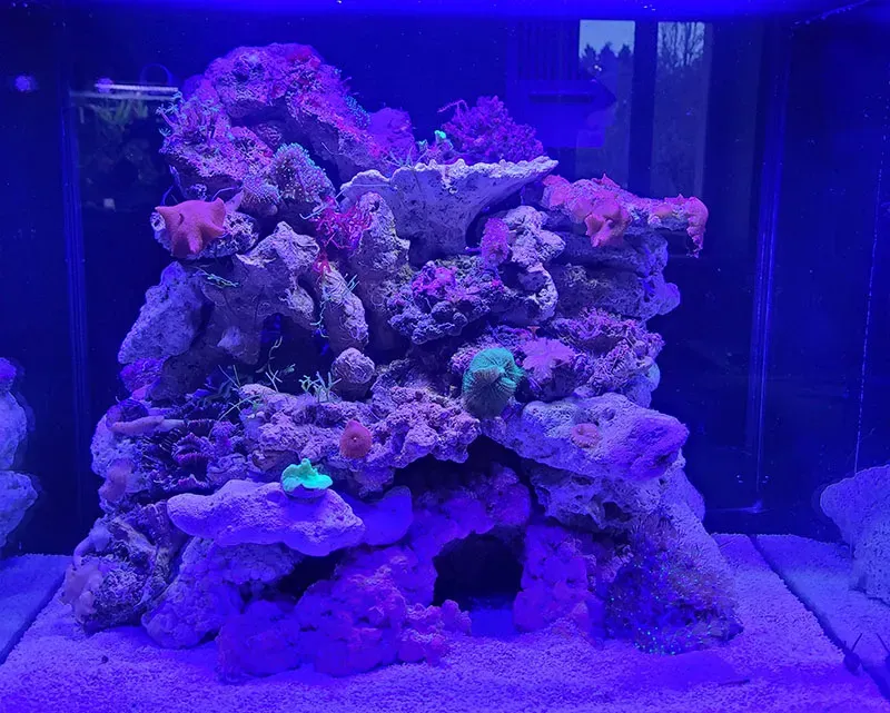 Rocher d'aquarium dans une lumière violette